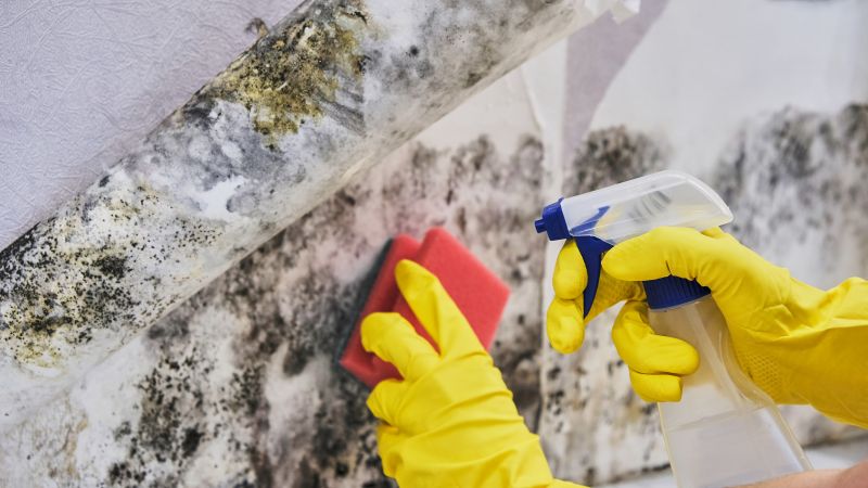 Black Mold Removal in Mckinney, TX