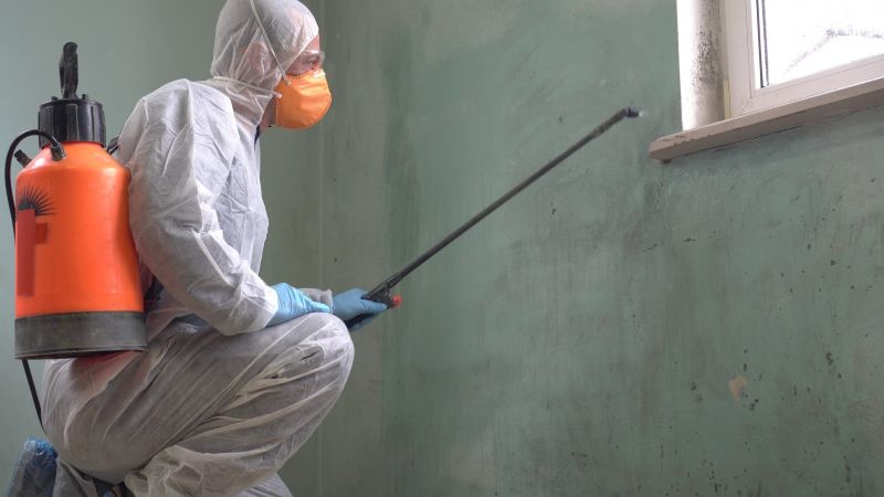 Black Mold Removal in Boca Raton, FL