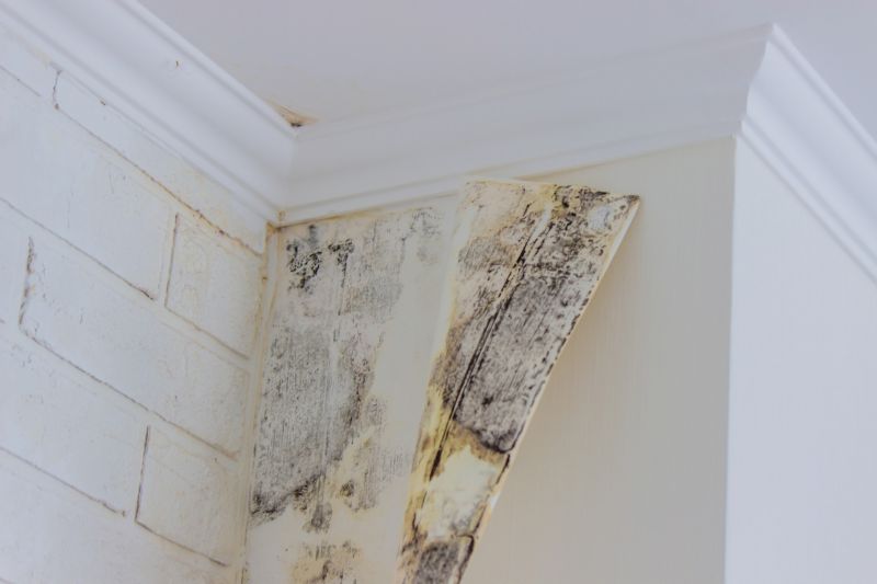 Mold Removal in Bergen County, NJ