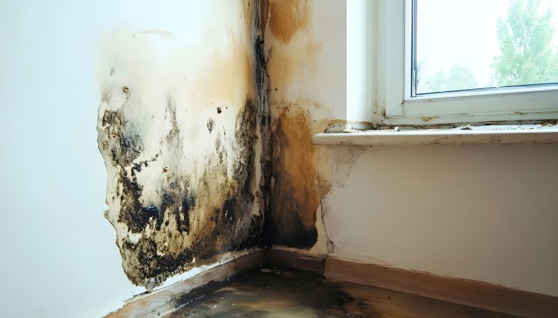 Mold Treatment Service in West Palm Beach, FL