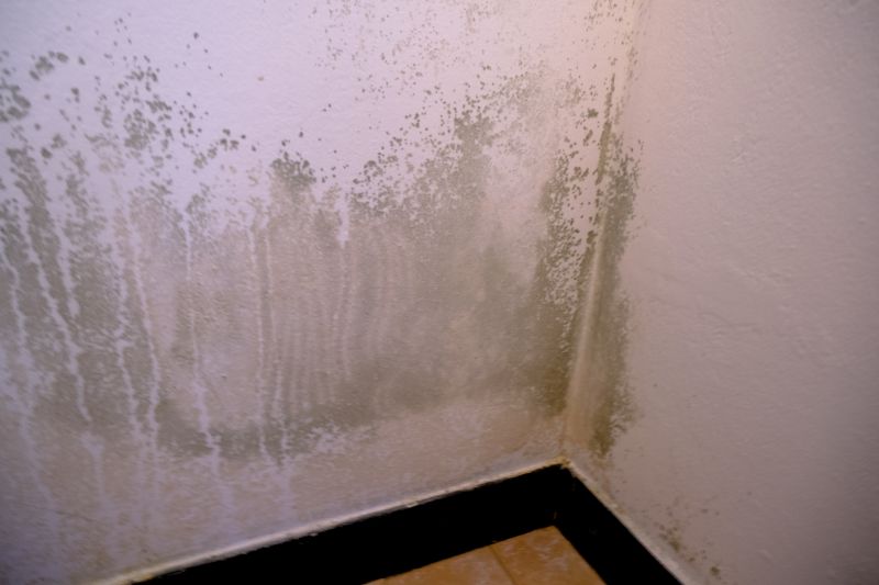 White Mold Mitigation in Fort Lauderdale, FL
